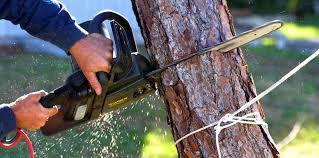 Trusted Smithfield, VA Tree Services Experts