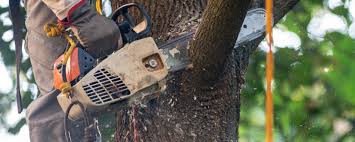 Best Tree Preservation Services  in Smithfield, VA