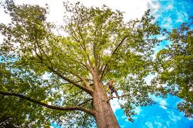 Best Tree Cabling and Bracing  in Smithfield, VA