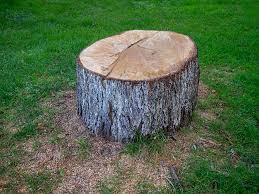 Best Tree Risk Assessment  in Smithfield, VA
