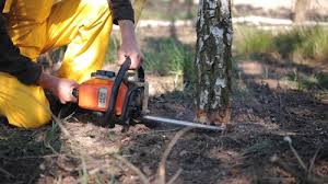 Best Tree Health Inspection  in Smithfield, VA