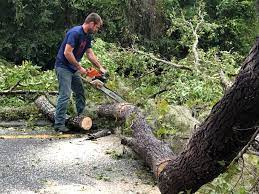 Best Tree Mulching  in Smithfield, VA