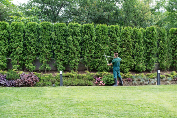 Best Root Management and Removal  in Smithfield, VA