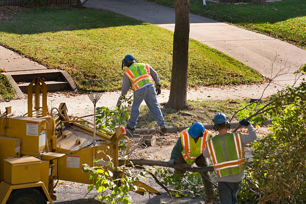 Best Tree Removal  in Smithfield, VA
