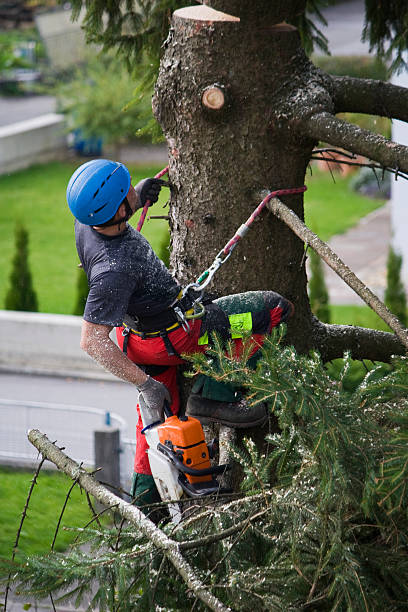 Best Pest Control for Lawns  in Smithfield, VA