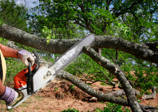 Best Firewood Processing and Delivery  in Smithfield, VA